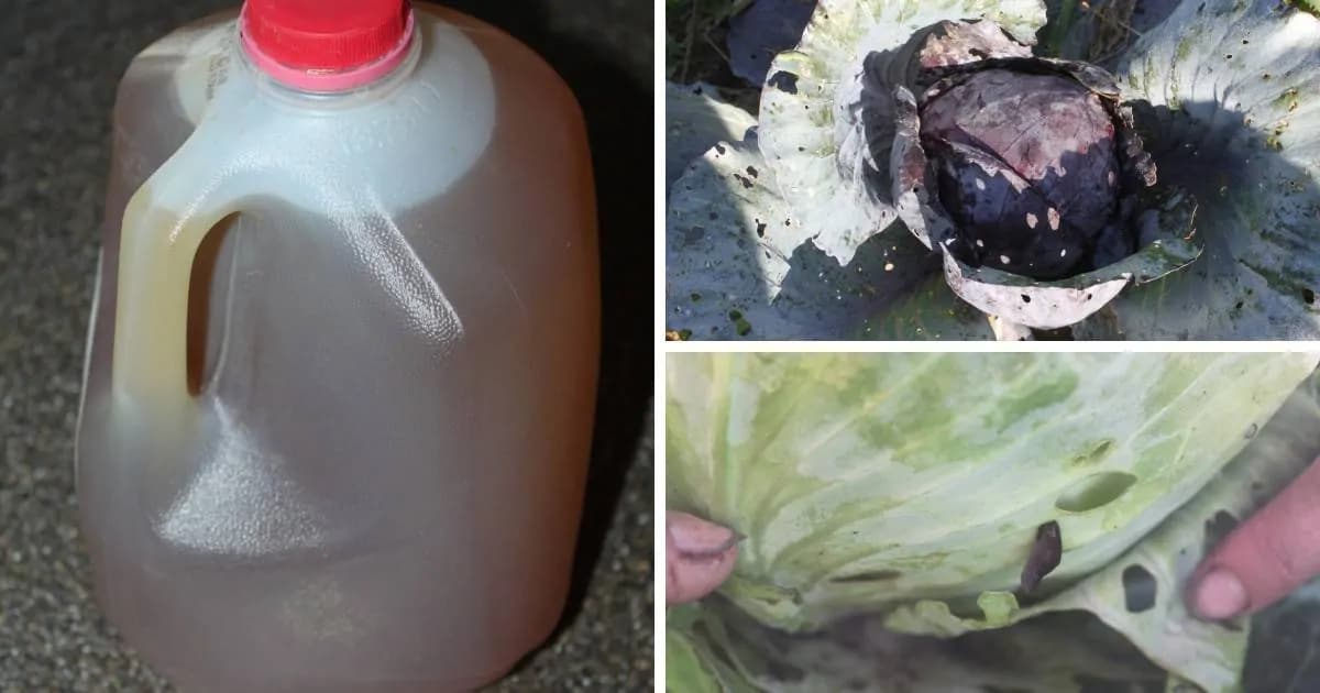 2 účinné prírodné recepty, ktoré ochránia vašu záhradu pred škodcami