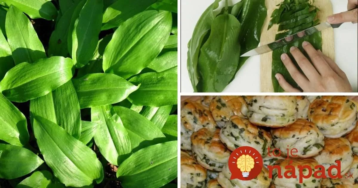 Najlepšiu jarnú bylinku nemusíte zbierať v lese: Tipy, ako pestovať medvedí cesnak doma a pripraviť z neho fantastické pochúťky!