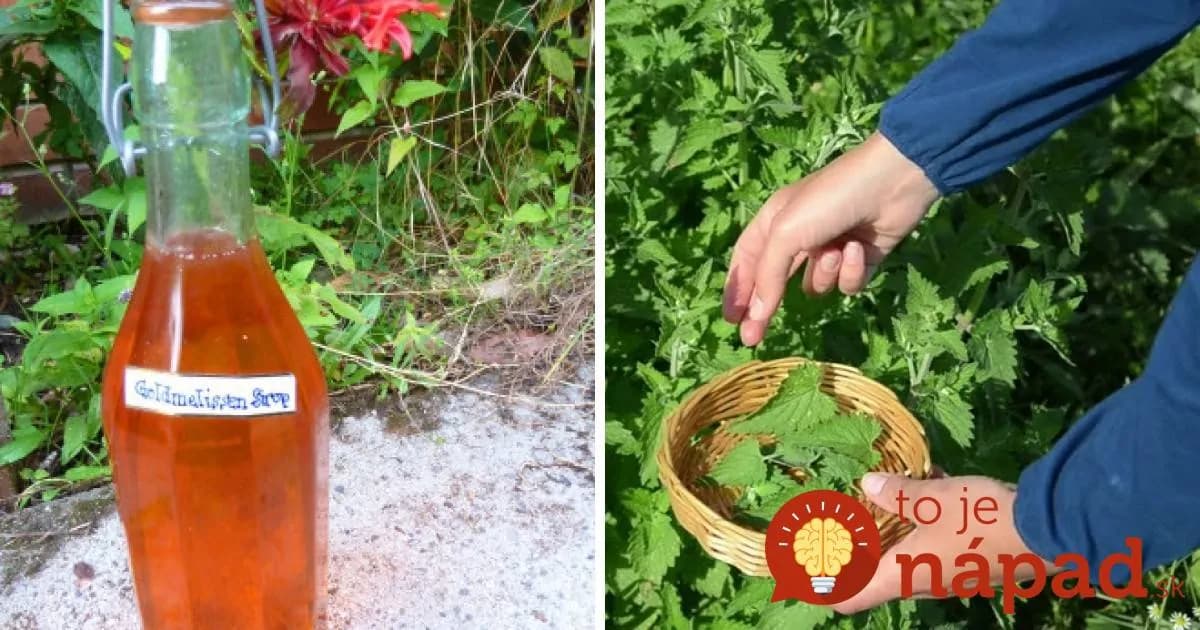 Sirup z medovky je zázrak, ktorý máte úplne zadarmo: Stačí lyžička pred spaním a v noci sa nebudete budiť!