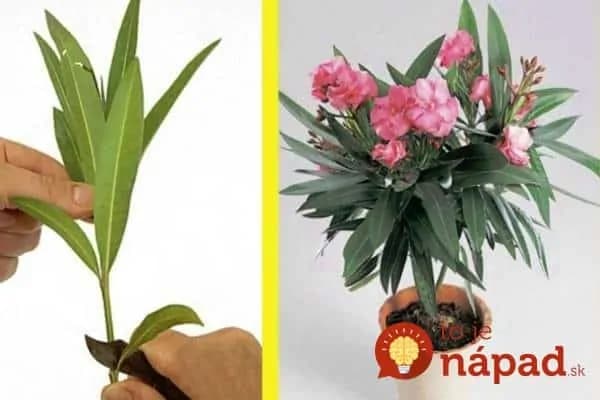 Drahý oleander môžete mať celkom zadarmo: toto je najjednoduchší spôsob, ako ho rozmnožiť!
