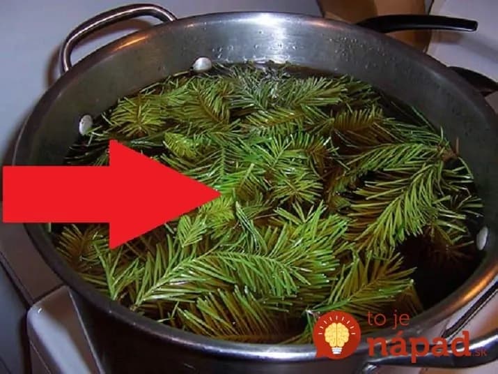 Stačí ich len natrhať a zaliať: Tento recept zo smrekových výhonkov lieči reumu, tíši bolesť kĺbov a je záchrana pri kŕčoch!
