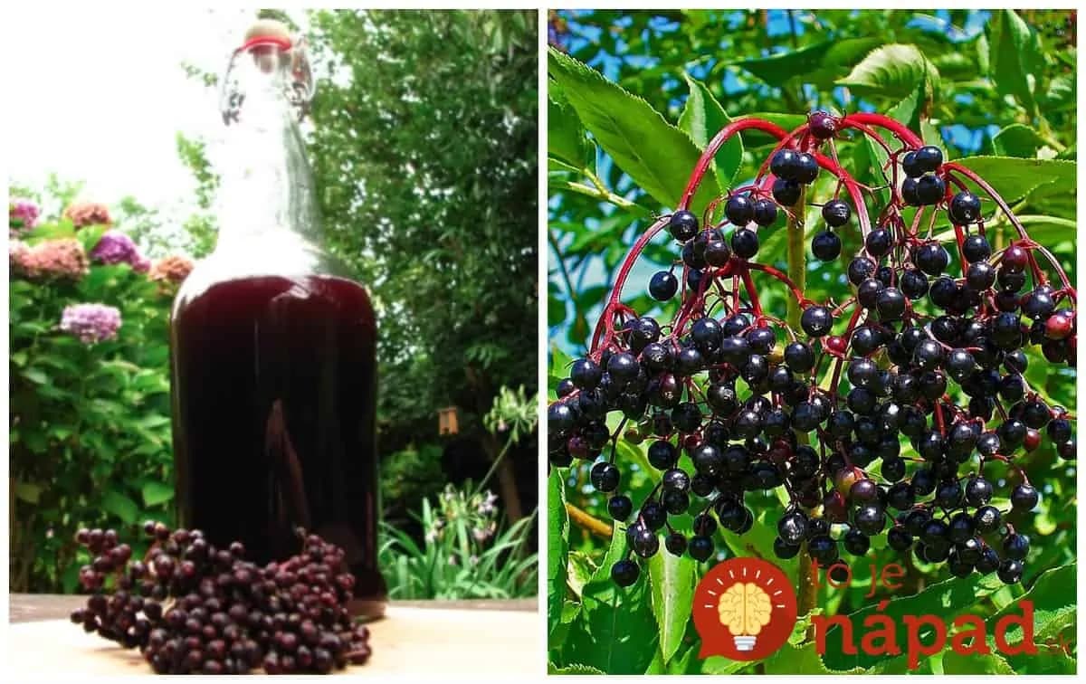 Za lyžičku pri chorobe, za štamperlík na dobrý život: Dedkov zázračný likér z čiernej bazy, vyženie z domu každú pliagu!