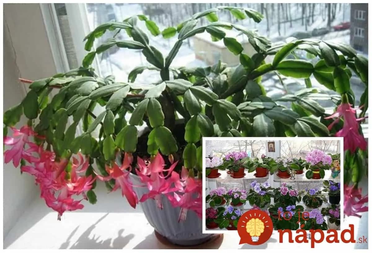 Izbovky má ako z výstavy a stále nahadzujú nové puky: Kto chce v byte rozkvitnutú záhradu, musí poznať toto tajomstvo!