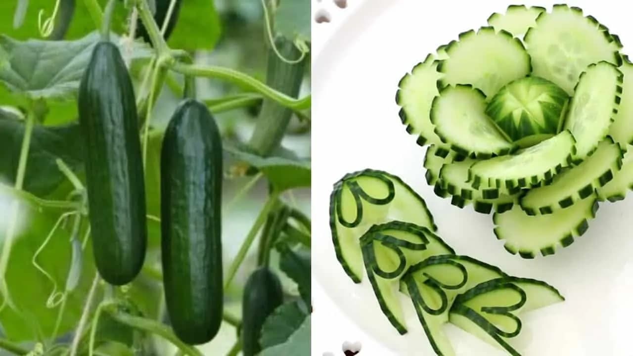 Šalátová uhorka: Zeleninový klenot, ktorý krásne ozdobí každú sviatočnú misu! Toto vyzerá naozaj luxusne.