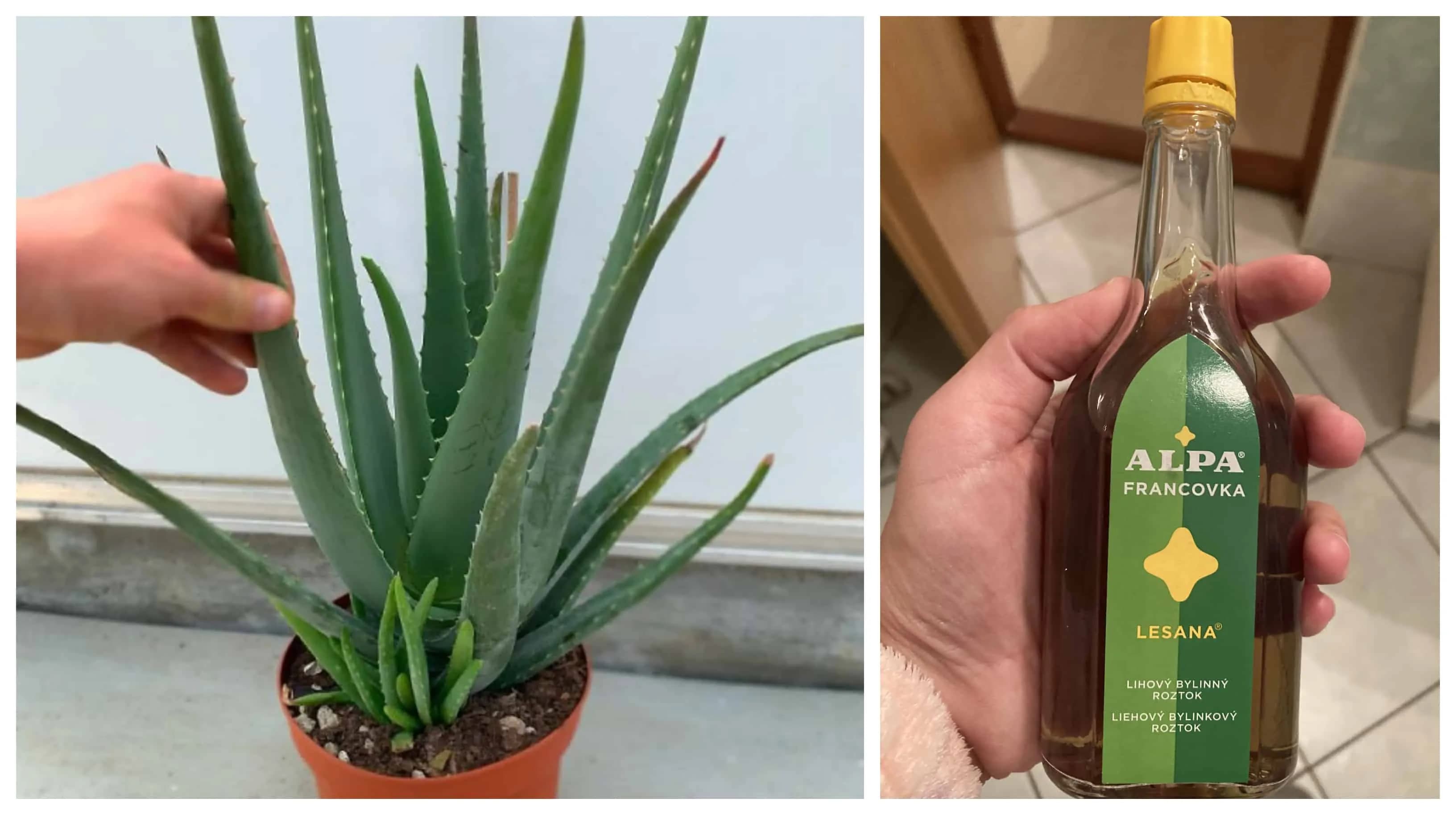 Zalejte 5 listov Aloe vera obyčajnou alpu a zapamätajte si tento účinok na celý život: Najväčšia pomoc na boľavé kĺby a kosti!