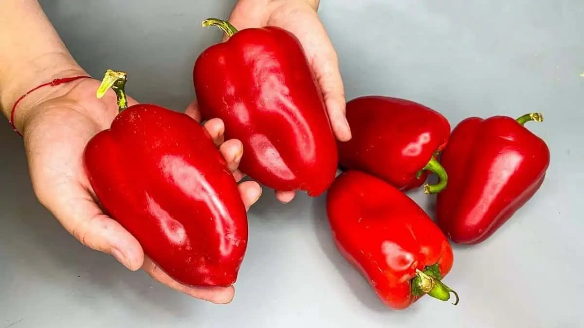 Čerstvá paprika po celý rok: Úžasný spôsob skladovania papriky bez mrazenia a varenia!