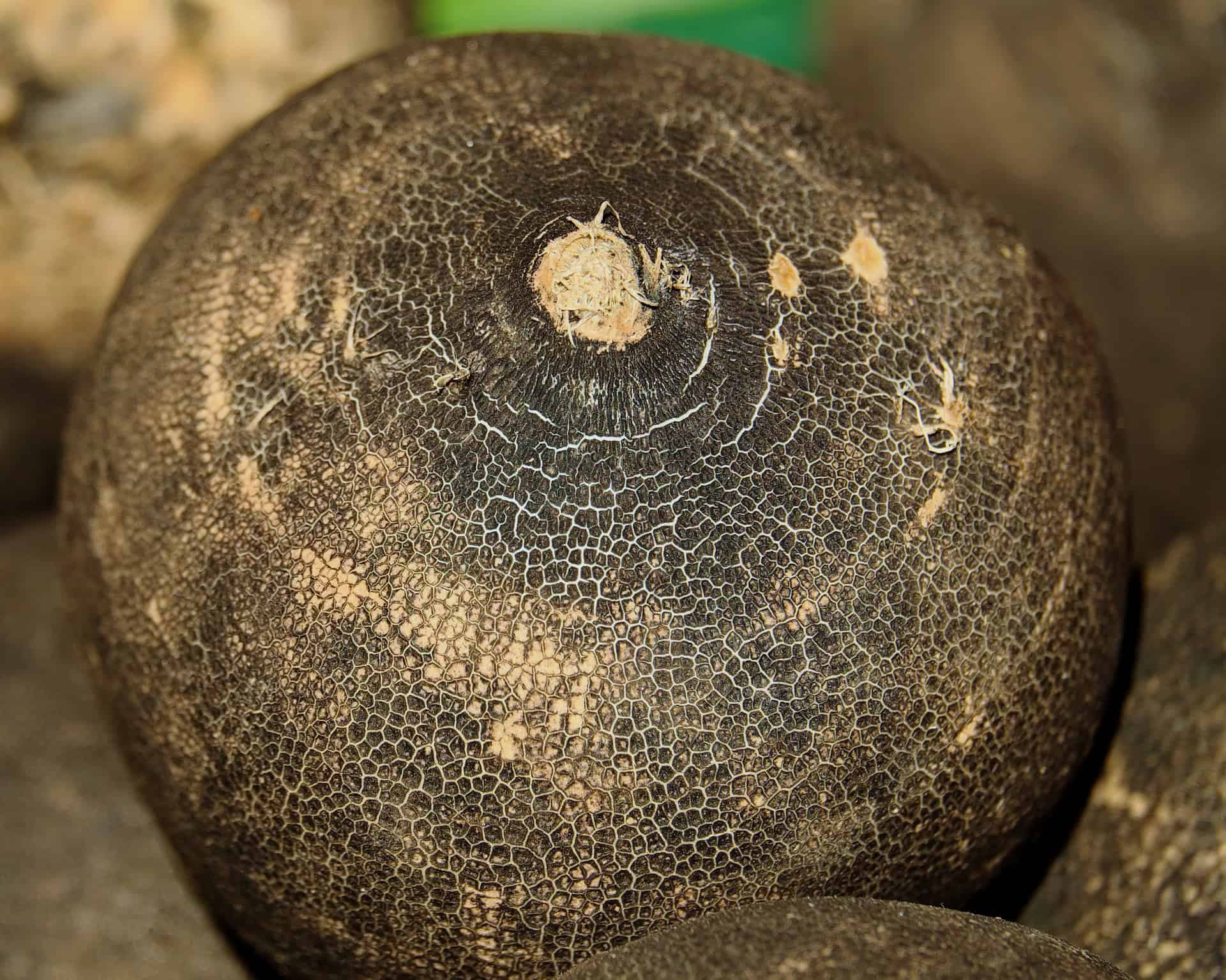 Babičkin zázračný sirup z čiernej reďkovky: Lieči aj najhorší kašeľ a čistí pľúca už za 1 deň – RECEPT!