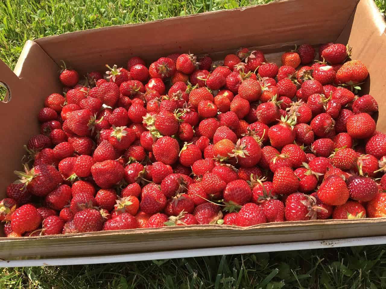 Jahody nemrazím, ani nevarím: Tento spôsob spracovania udrží jahody ako čerstvé po celý rok!