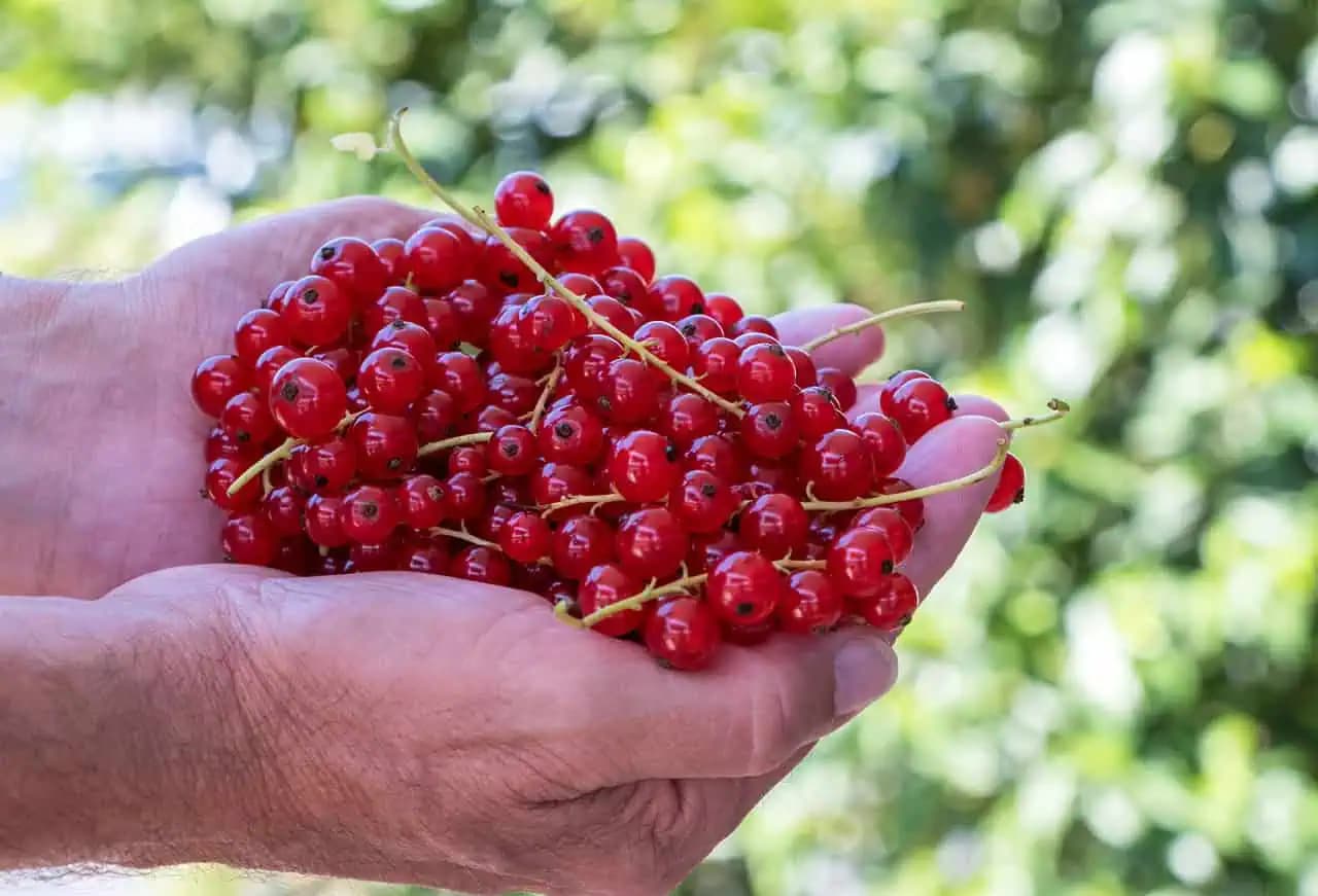 Ríbezle len stačí dať na plech, pridať citrón a škoricu: Stačí 30 minút a máte doma delikatesu ako z drahej reštaurácie!