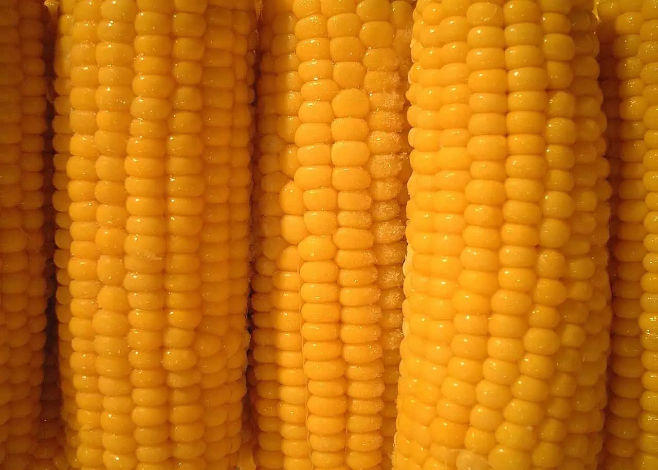 Najlepší spôsob ako uskladniť kukuricu: Vydrží vám čerstvá AŽ 2 ROKY!