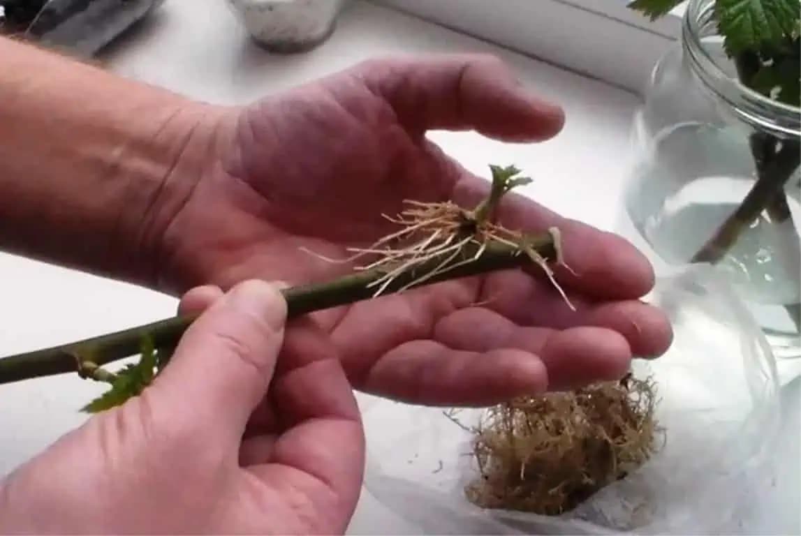 LEN 1 lyžička na liter vody a aj suchá palica sa zakorení: Starý záhradkársky TRIK!