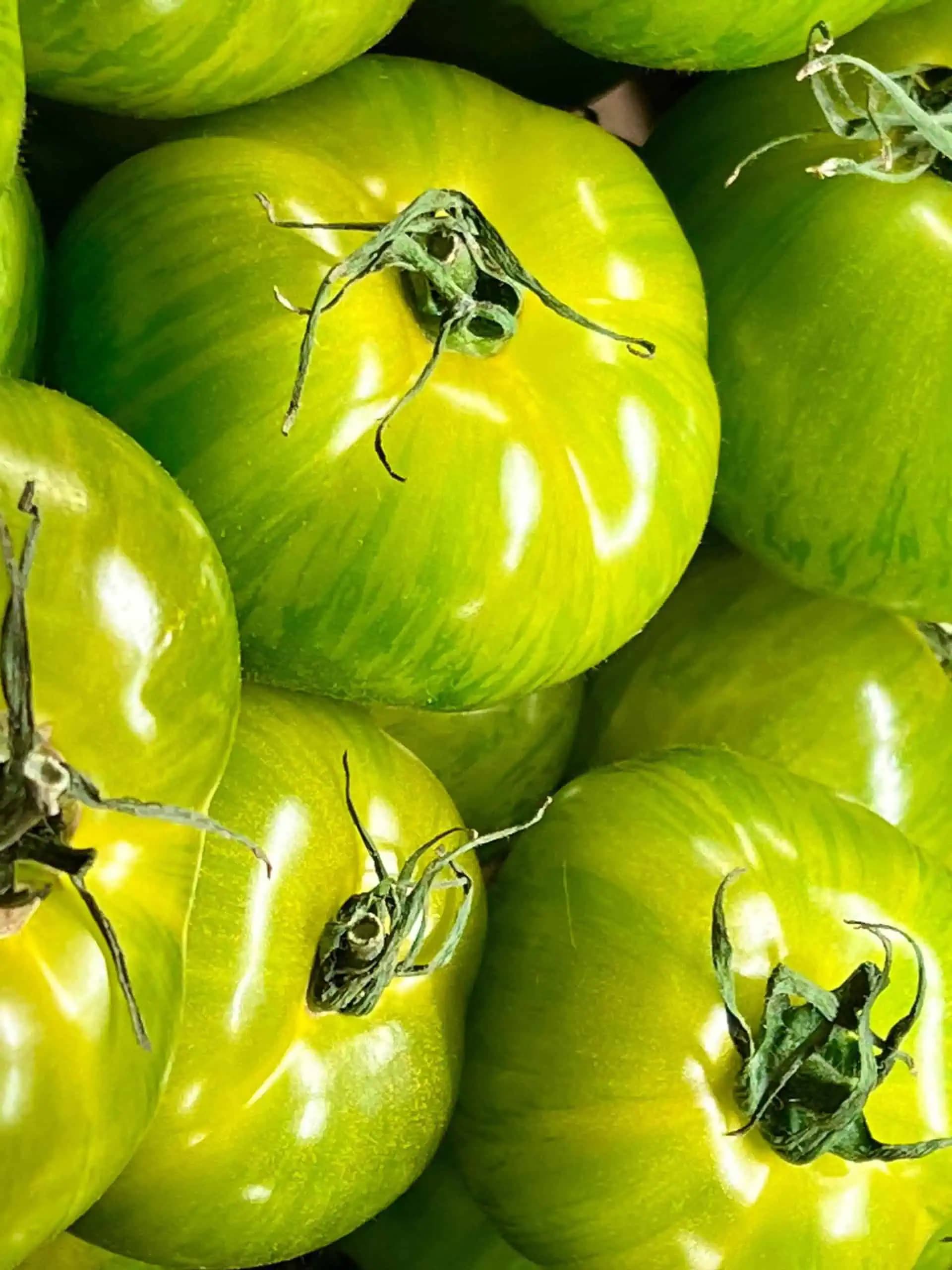 Takto každý rok skladujem zelené paradajky: Veľmi užitočné a chutné!