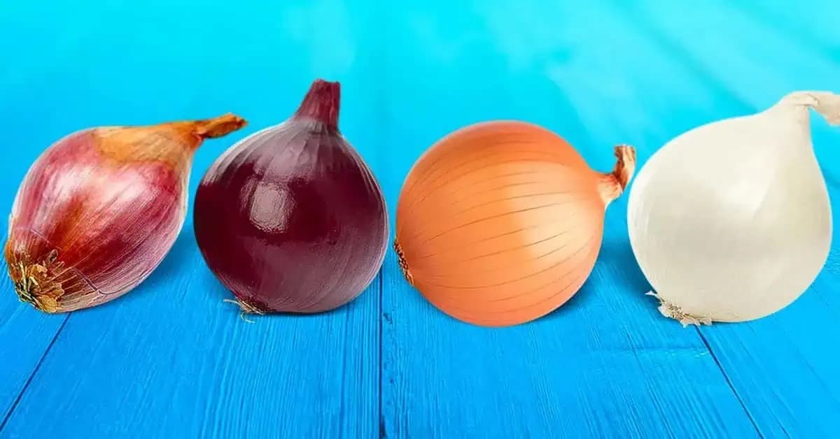 Viete, aký je rozdiel medzi červenou, bielou a žltou cibuľou? Každý by mal poznať tento DÔLEŽITÝ rozdiel!