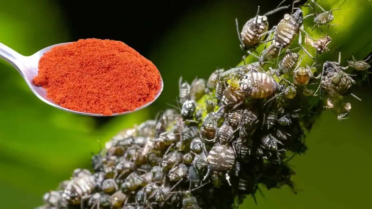 Orechové chuťovky z lístkového cesta: Len 6 ingrediencií a blesková príprava!
