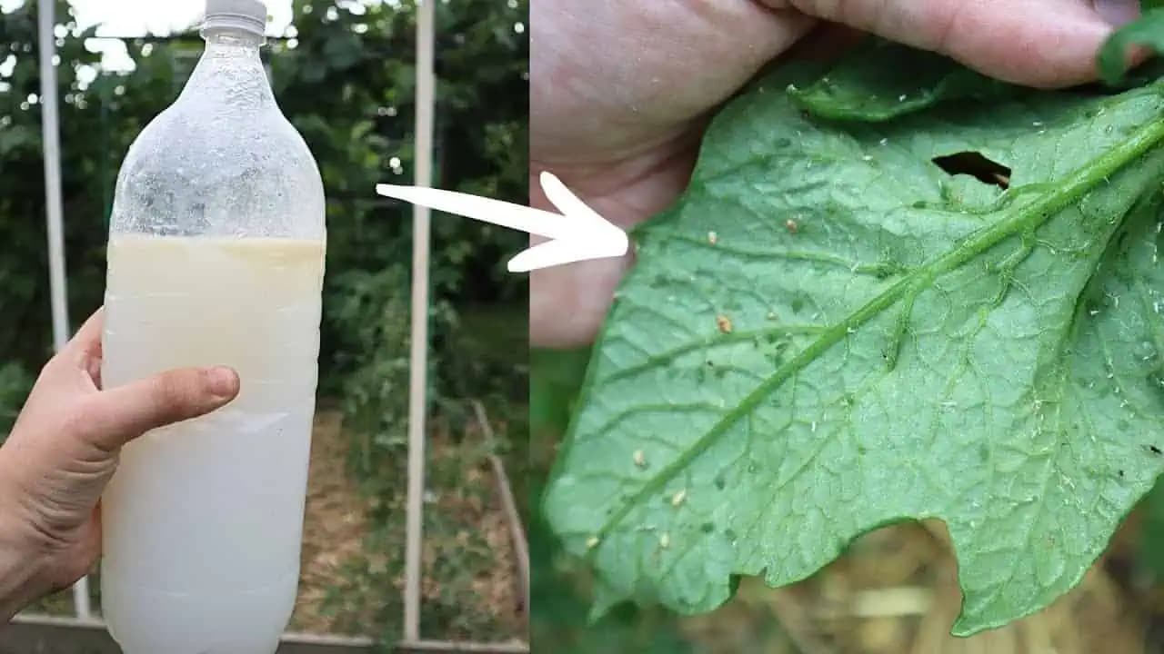 LABUŽNÍCKE fašírky s vajíčkom a syrom pečené v rúre: Recept, ktorý u nás doma nesmie chýbať!