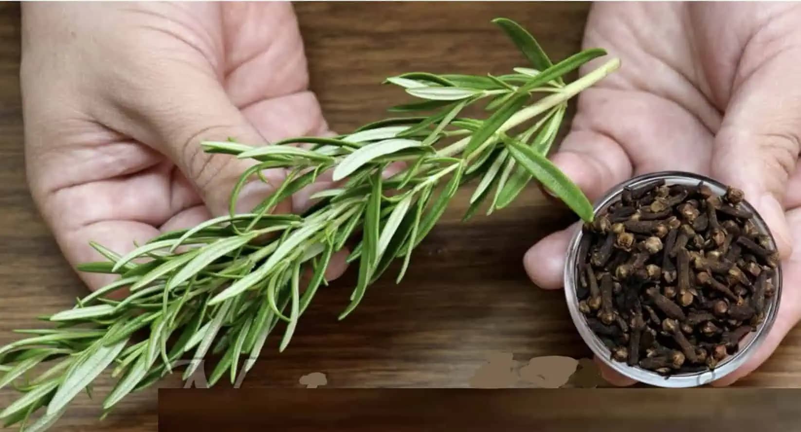 Dajte variť 2 vetvičky rozmarínu, 5 klinčekov a ULOŽTE si tento recept: Záchrana pre choré priedušky, imunitu a nekľudný spánok!