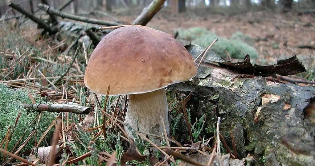 Viete, ako dlho je treba variť huby? Možno budete PORIADNE prekvapení!