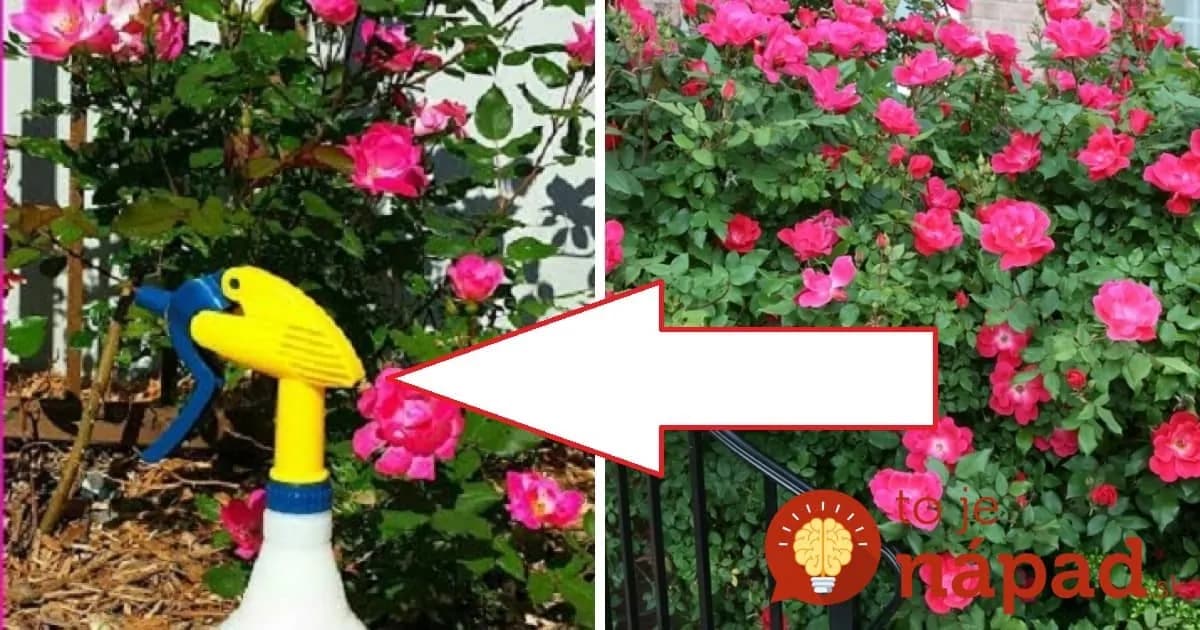 Ruže každý rok striekam týmto domácim sprejom a sú krásne, zdravé a celú sezónu kvitnú ako divé!