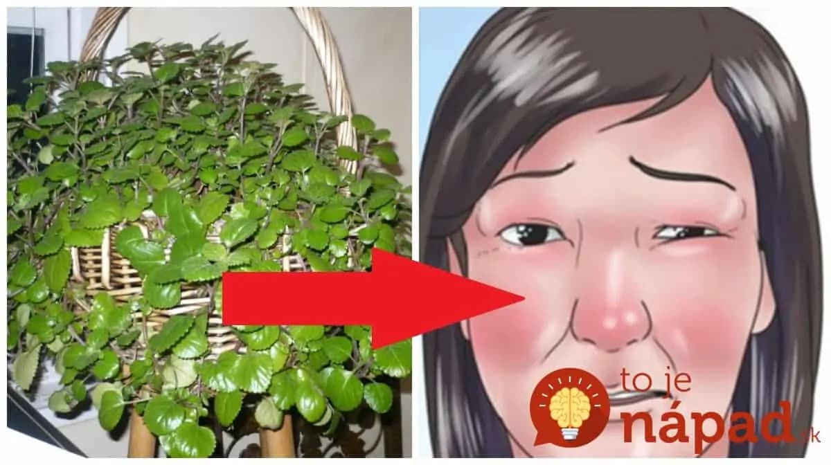 Keď mi dal sused túto rastlinku, razom bolo po nádche: Už žiadne kvapky do nosa!