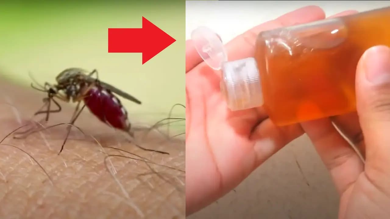 LEN to položte do izby a do 2 hodín a zmiznú všetky komáre, muchy aj malé mušky (RECEPT)!