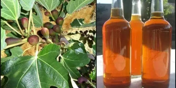 SIRUP Z FIGOVÝCH LISTOV: Je ľahké ho vyrobiť a ťažké opísať, na čo všetko je dobrý!