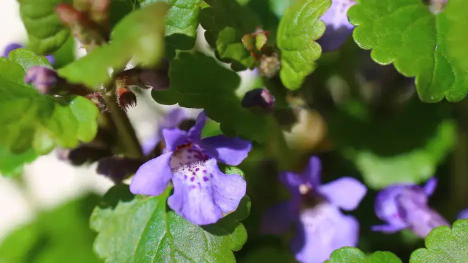 Vytrhávame ho ako burinu. Babičky ho pridávali do vývaru, pretože zvýrazňuje chuť lepšie ako ligurček a použijete oveľa menej soli!
