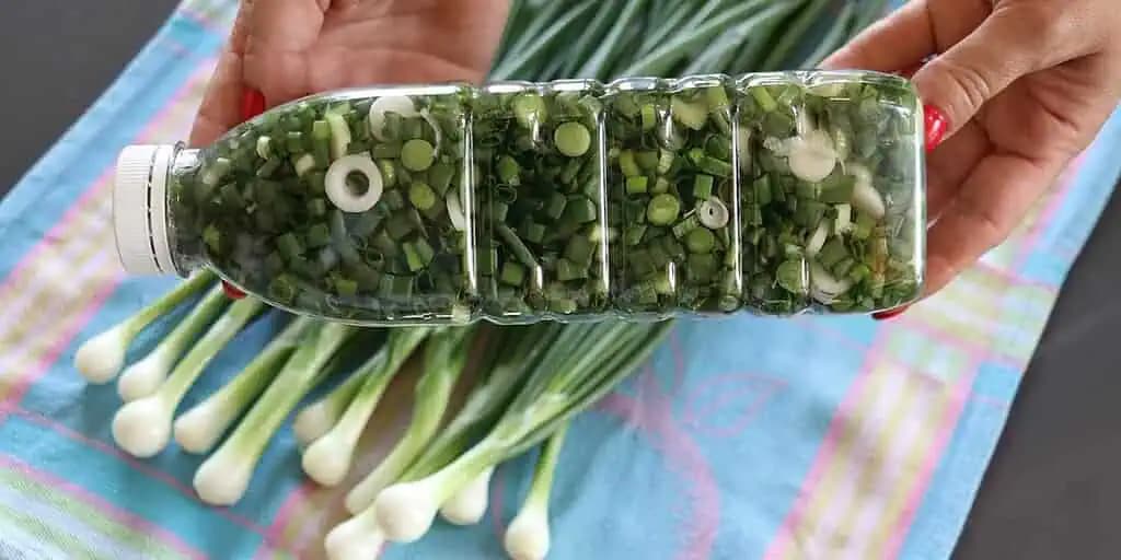 Perfektný domáci TRIK, ako uchovať čerstvú zelenú cibuľku na zimu: Potrebujete LEN plastovú fľašu – Účinná a overená metóda!