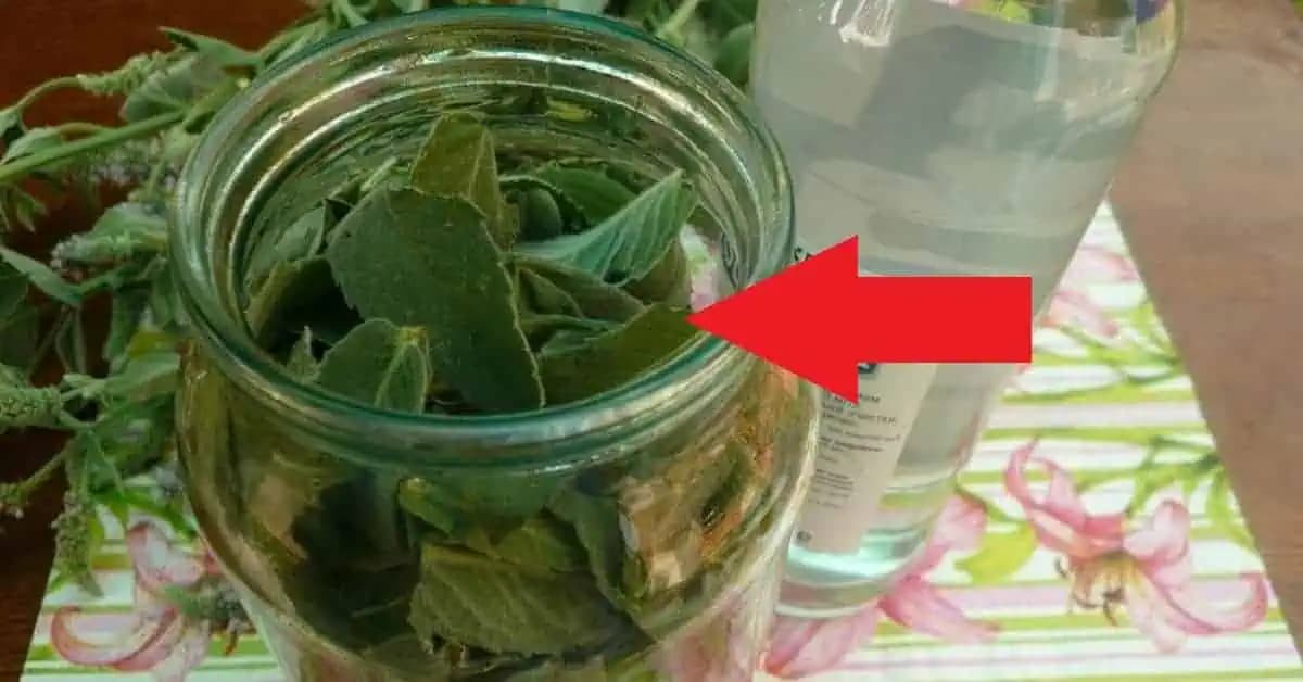 Môj manžel vyrába najlepší MÄTOVÝ LIKÉR a objednáva ho celá ulica: TU je recept!