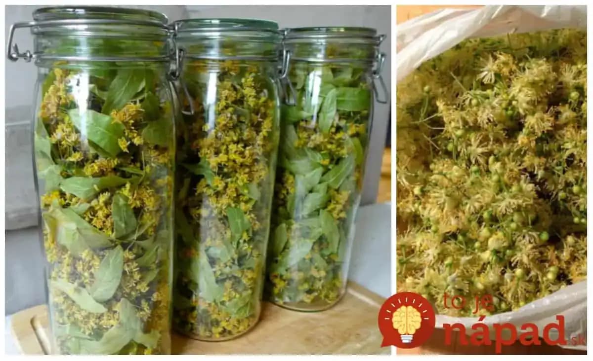 Sirup z lipového kvetu pre zdravé srdce a proti chorobám: Natrhajte ho včas a urobte zásobu prírodného lieku na celý rok!